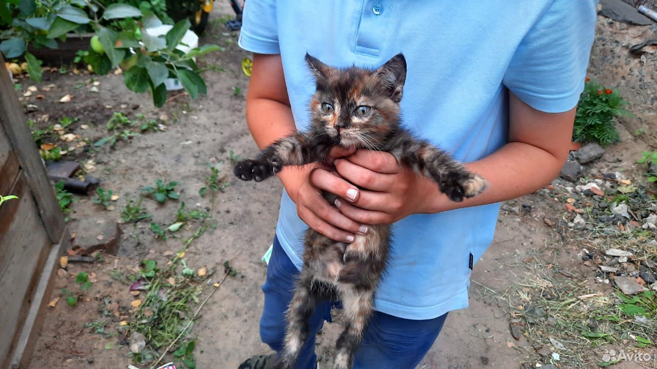 Отдам котенка в хорошие, ответственные руки купить на Зозу.ру - фотография № 1