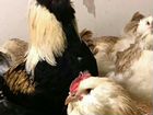 Инкубационное яйцо куры, утки, цесарка объявление продам
