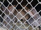 Кролики подростки от 2 мес объявление продам