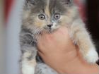 Котята от персидской кошки бесплатно объявление продам