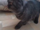 Шотландская вислоухая кошка объявление продам