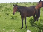 Карачаевские лошади объявление продам