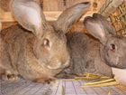 Кролики фландры объявление продам