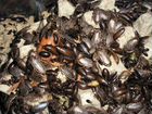 Кормовые тараканы объявление продам