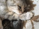 Котята от британской вислоухой кошки объявление продам