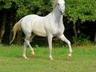 Чистокровная арабская лошадь. с красным паспортом объявление продам