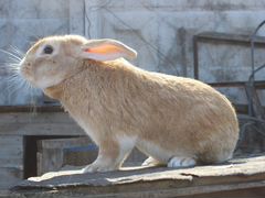 Кролики молодые(на разведение и на мясо)