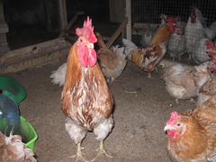 Инкубационное яйцо и молодняк 5 пород кур