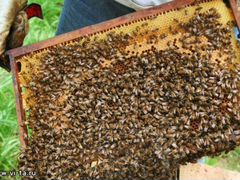 Пчелиная семья, Пчёлы