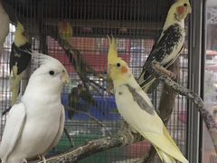 Различные попугаи