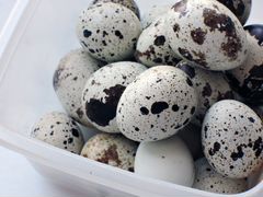 Инкубационные Перепелиные яйца