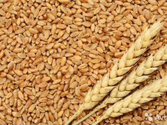 Пшеница, ячмень