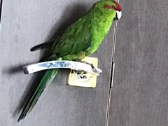 Продаётся молодой попугай (Какарик)