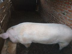 Продам свинью Ландрас (Мясной породы)