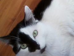 Вознаграждение Пропал черно-белый кот