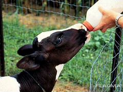 Заменитель цельного молока для животных
