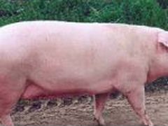 Продам свинью живьем или на мясо