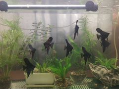 Рыбки Скалярия черная