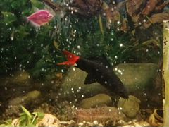 Рыба лабео чёрная с красным хвостом