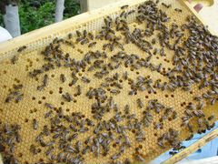 Качественные пчелопакеты