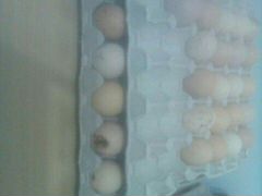 Домашние яйца, на еду,и на инкубацию