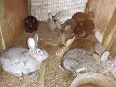 Кролики Самцы от 3 месяцев