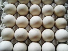 Инкубационные яйца индоуток