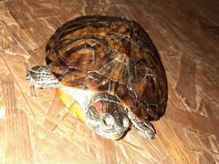 Черепаха красноухая 16 см