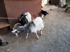 Продаются козы и козлята