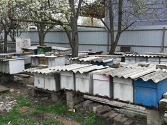 Пчелосемьи Карпатка, вместе с ульями