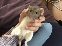 Милые крыски в добрые руки