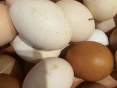 Яйца для инкубатора