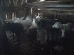 Продам овец с ягненками