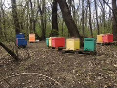 Пчёлы на высадку, пчелопакеты, бакфаст карника