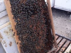 Продам пчелопакеты или пчелосемьи