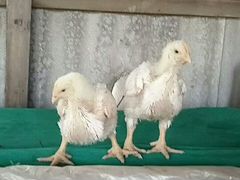 Цыплята бройлерные