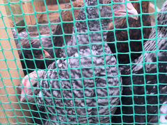 Цыплята Мехеленская кукушка. Малины