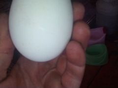 Яйцо инкубационное.Гуси Линда.Кубанские серые.Кури