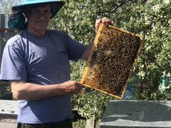Пчёлы мёд ульи