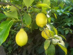 Продам лимоны