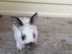 Кролик. (кто прода/ёт кроликов по Омской области
