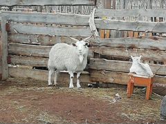 Продаю коз с козлятами