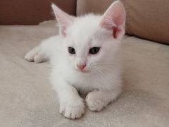 Белоснежные котята