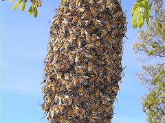 Пчёлы