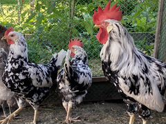 4 Курицы и Петух породы Легорн Долматинец