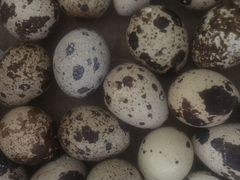 Инкубационное Яйцо техасского Перепела утяжеленная
