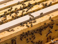 Продается пасека 15 пчелосемей