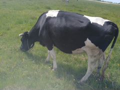 Продам корову