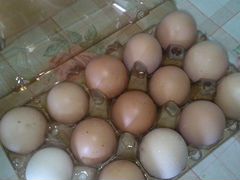 Яйцо куриное от домашних курочек