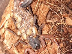 Скорпионы Lychas tricarinatus 2L